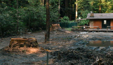 Northern California homeowner cuts down redwood tries, sparks outrage