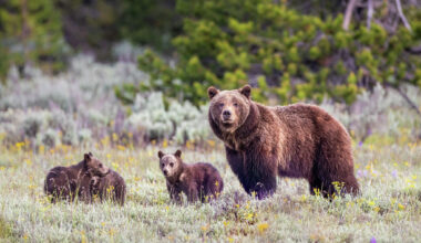 Push to bring grizzly bears back to California faces backlash