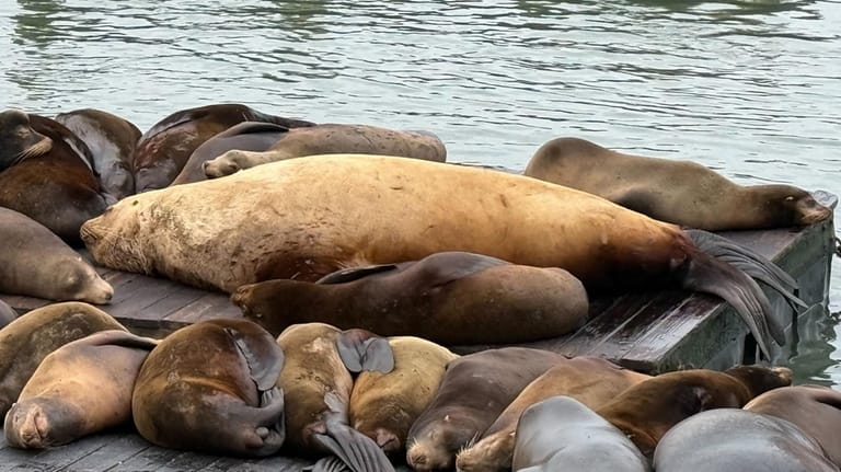 Chonkers, a giant Steller sea lion, lies at center with...