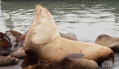 Chonkers the sea lion draws crowds to San Francisco's Pier 39