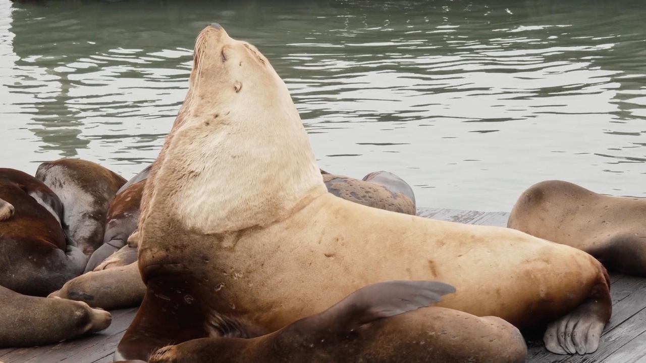 Chonkers the sea lion draws crowds to San Francisco's Pier 39