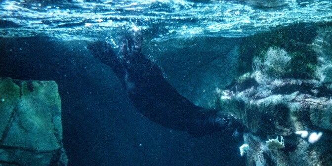 An otter is pictured underwater, diving with rock formations surrounding it.