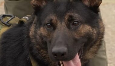 Merced County Sheriff's Office welcomes new K9 to the force