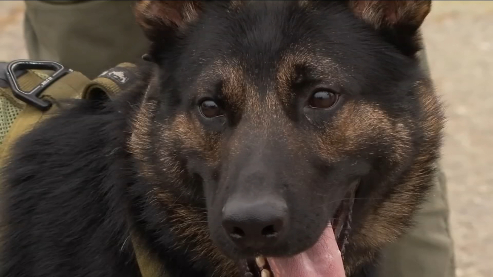 Merced County Sheriff's Office welcomes new K9 to the force