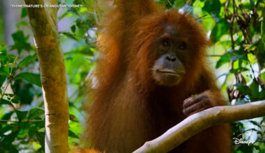 See Trailer for Disneynature's 'Orangutan' narrated by Josh Gad