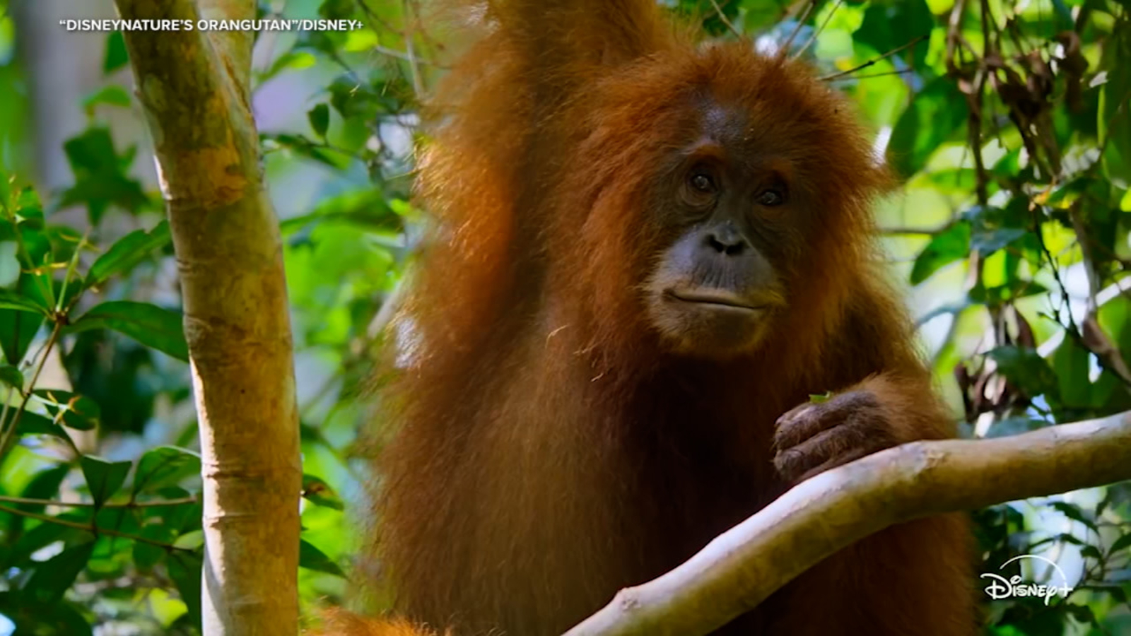 See Trailer for Disneynature's 'Orangutan' narrated by Josh Gad