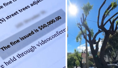 San Francisco property owner fined $50,000 by Public Works for 'illegally pruning trees' cited by insurer