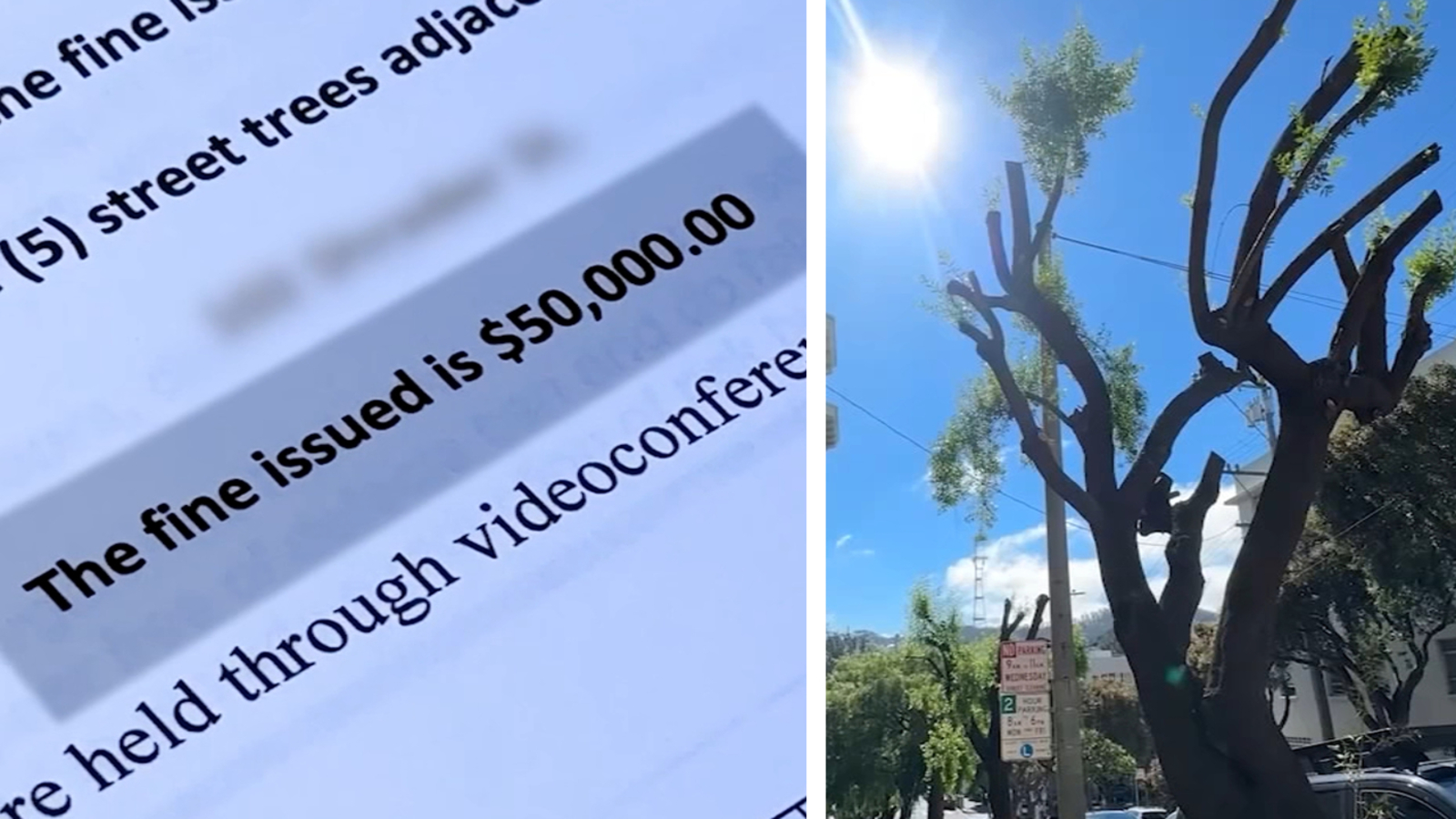 San Francisco property owner fined $50,000 by Public Works for 'illegally pruning trees' cited by insurer