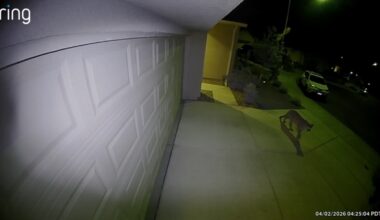 Mountain lion seen roaming through Merced neighborhood