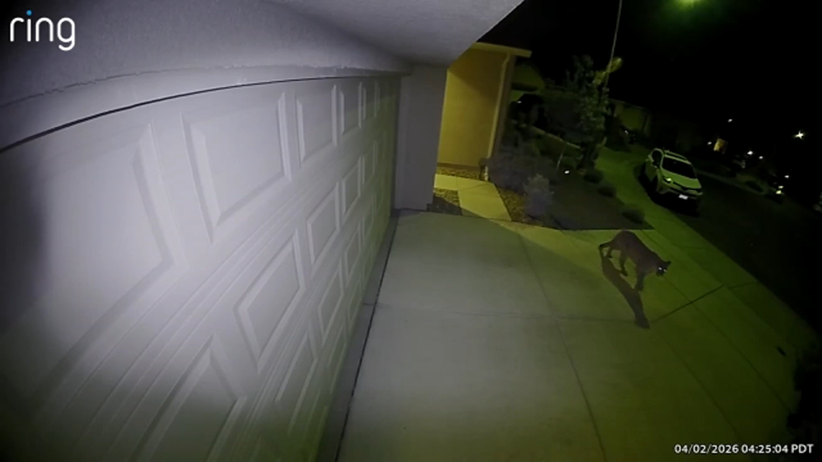 Mountain lion seen roaming through Merced neighborhood