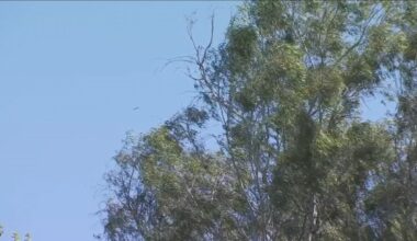 Strong winds raise concerns for cotton growers and allergy sufferers in the Valley