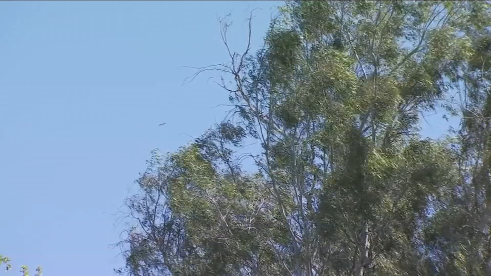Strong winds raise concerns for cotton growers and allergy sufferers in the Valley