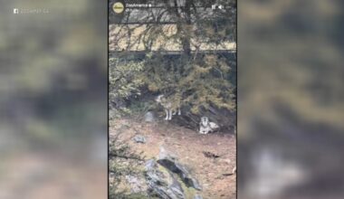 Parents charged after toddler injured by wolf at Hersheypark's ZooAmerica