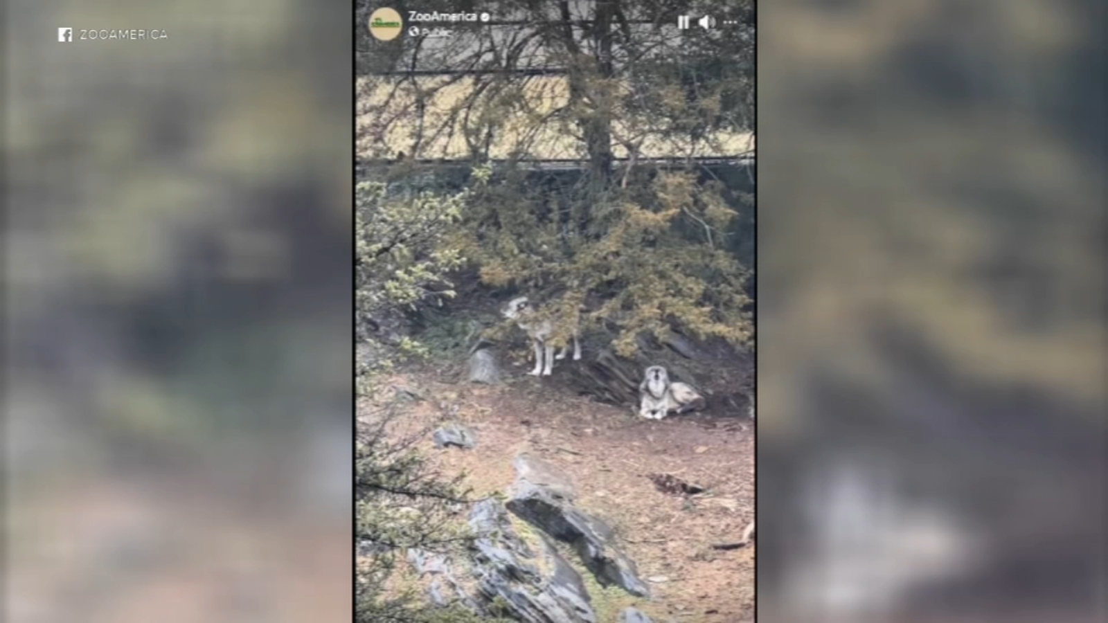 Parents charged after toddler injured by wolf at Hersheypark's ZooAmerica