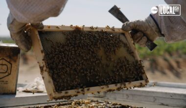 Meet one of the beekeepers behind the biggest pollination event in the world