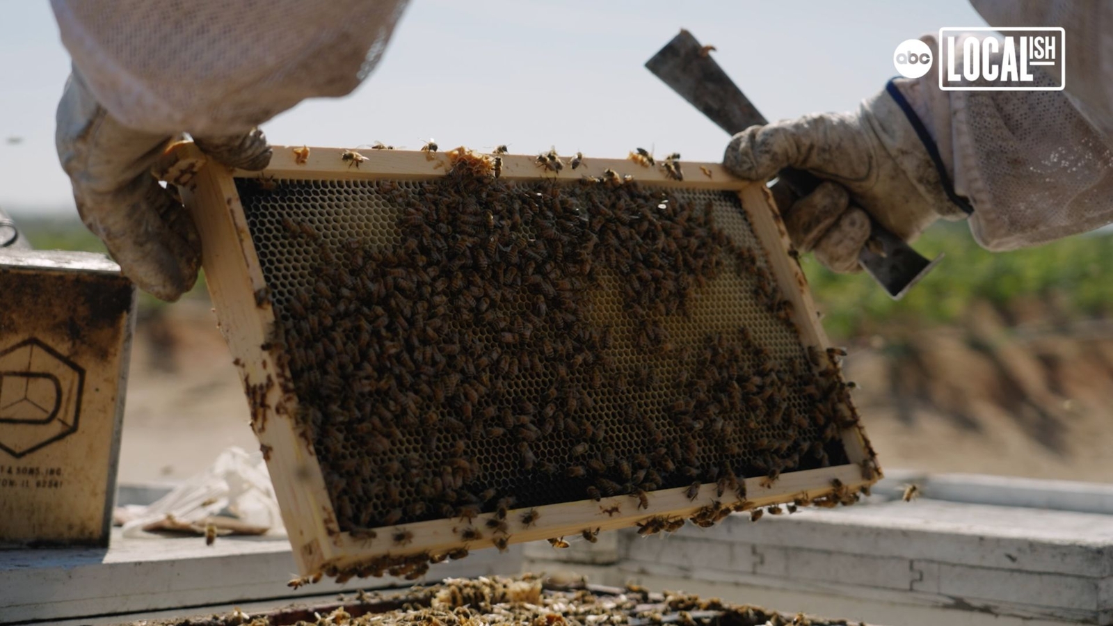 Meet one of the beekeepers behind the biggest pollination event in the world