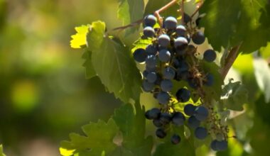 Valley wine producers adapt as consumption drops and costs rise