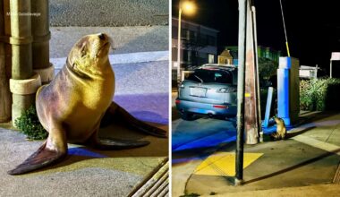 Sea lion pup found on side of street in San Francisco's Outer Sunset District, rescued by Marine Mammal Center