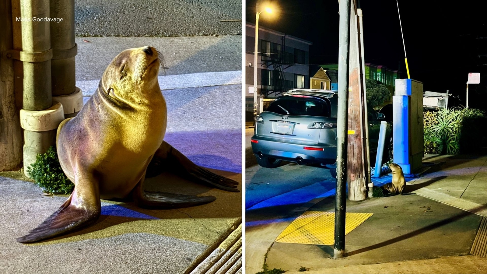 Sea lion pup found on side of street in San Francisco's Outer Sunset District, rescued by Marine Mammal Center