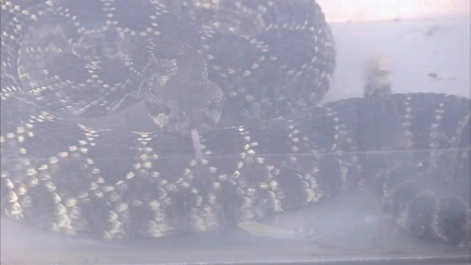 Rattlesnake bite reported in Palos Verdes Estates is latest in Southern California spike