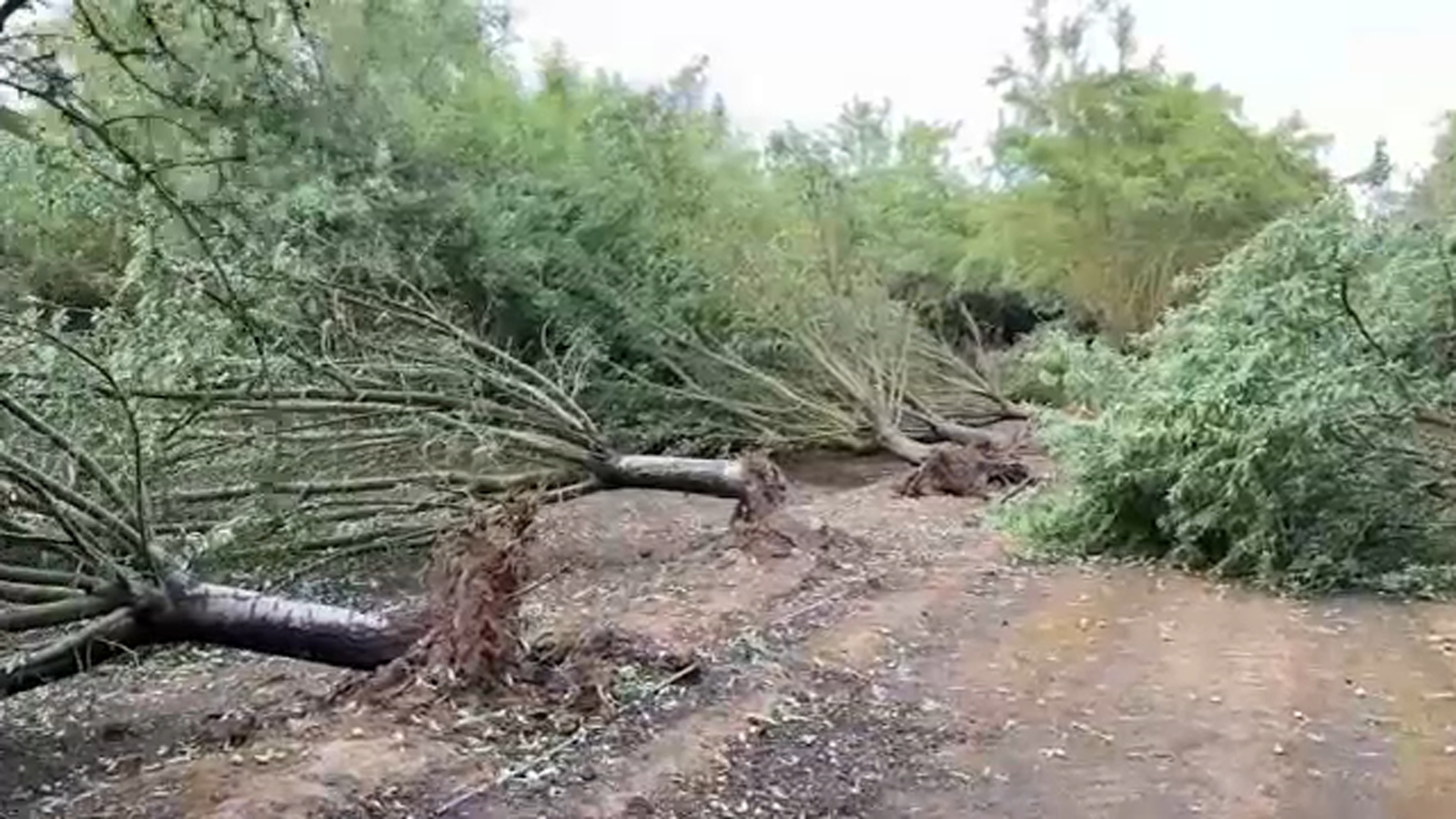 Fresno County farmers assessing crops for damage following storm