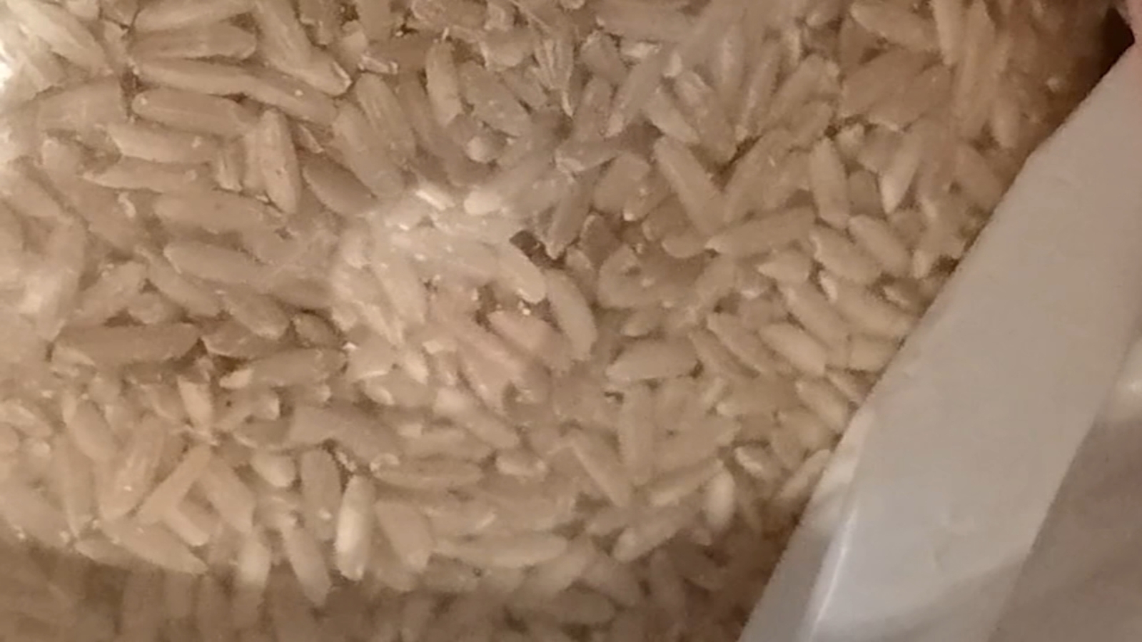 San Francisco woman finds 'moths, larvae' inside rice purchased on Amazon