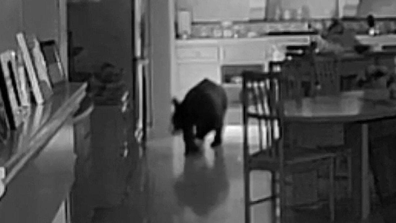SUGGETED VIDEO: Bear breaks into Claremont home
