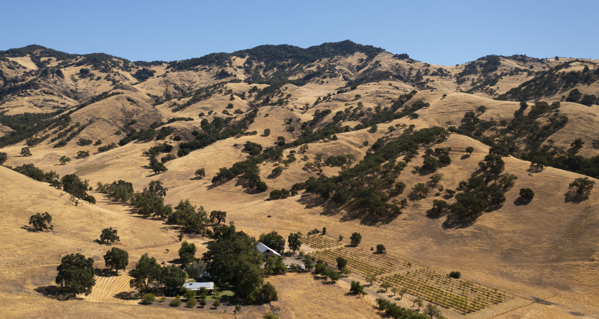 Inland foothills covered with dry grass and blue oak trees