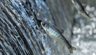 Little fish jumping out of water