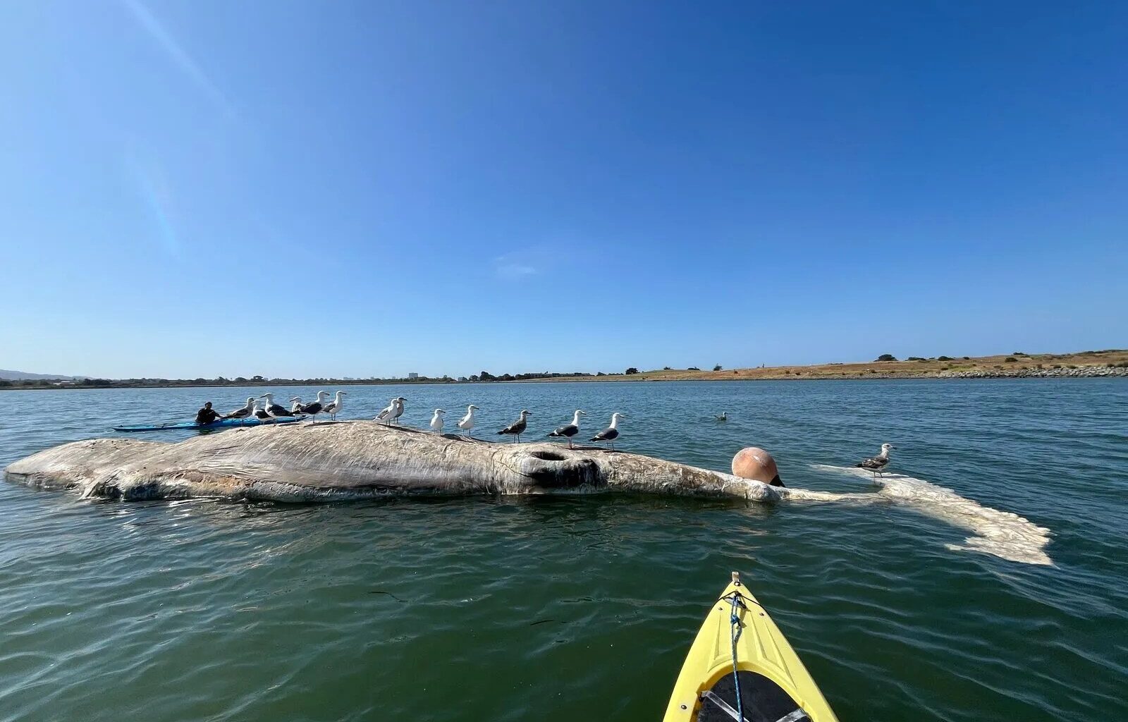 Nearly 1 in 5 gray whales swimming into the Bay never swim out