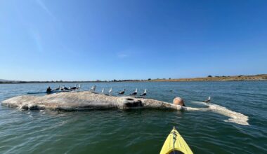 Nearly 1 in 5 gray whales swimming into the Bay never swim out