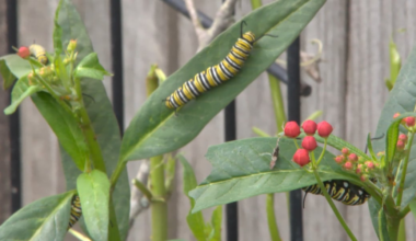 Long Beach Garden Club member works to save monarch butterflies