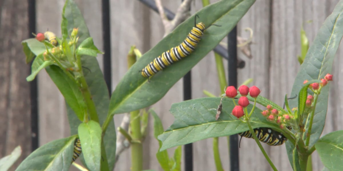 Long Beach Garden Club member works to save monarch butterflies