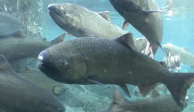 California salmon fishing returns for the first time since 2022 – Annenberg Media