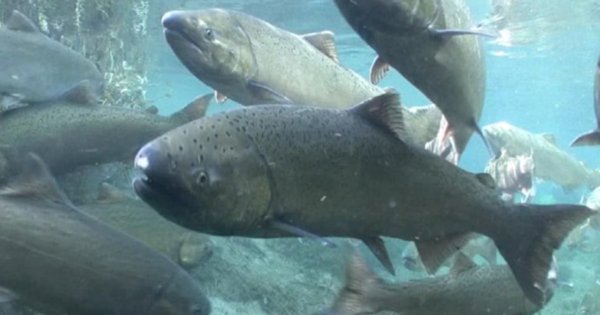 California salmon fishing returns for the first time since 2022 – Annenberg Media