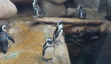 San Francisco penguin exhibit part of global effort to save endangered species