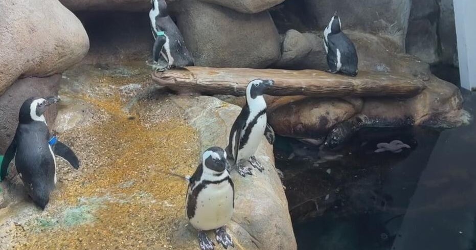 San Francisco penguin exhibit part of global effort to save endangered species