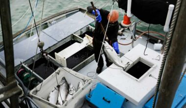 Commercial salmon fishing to open in California