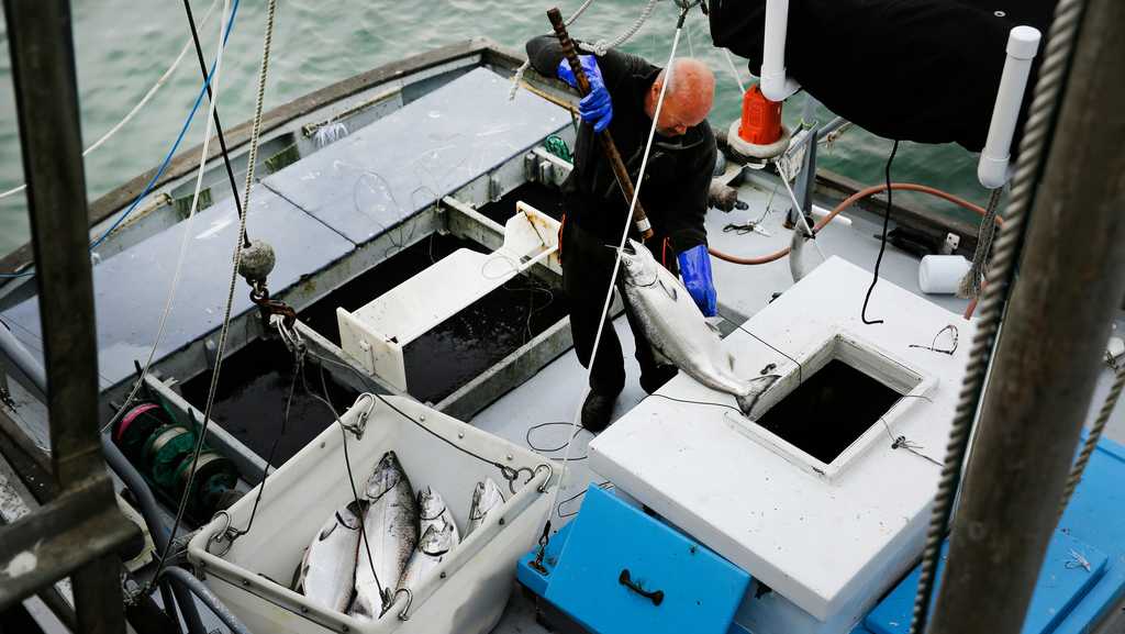 Commercial salmon fishing to open in California
