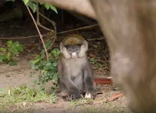 San Diego Zoo welcomes baby Schmidt’s Red-Tailed Guenon (San Diego Zoo Wildlife Alliance) 