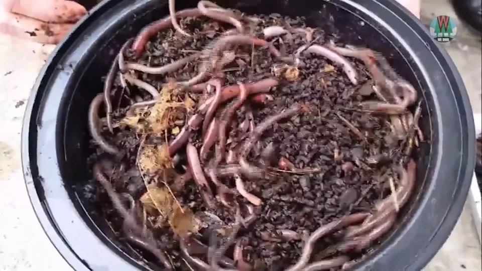 A destructive, fast-moving invader is wriggling its way into yards across the US, and officials say Californians should be on alert. FOX 2 St. Louis