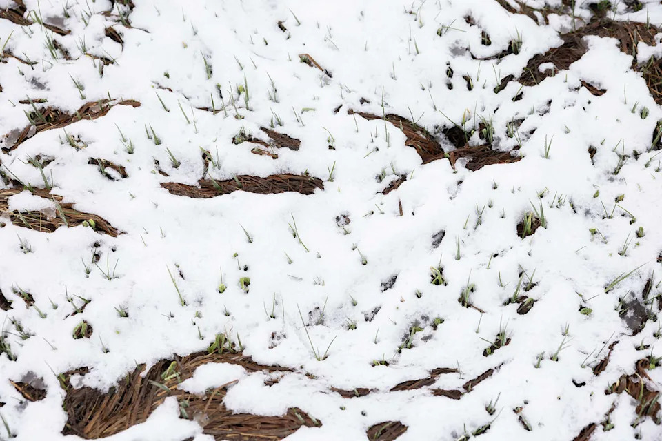 "I described it as looking like powdered sugar on top of a cake," David Rizzardo, an engineer for the California Department of Water Resources, said during a media briefing about the snow caught in the survey on April 1. "Does it really add up enough to melt and run off into the streams? Probably not." (Andrew Nixon/California Department of Water Resources)