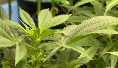 California officials encourage safe 4/20 cannabis consumption