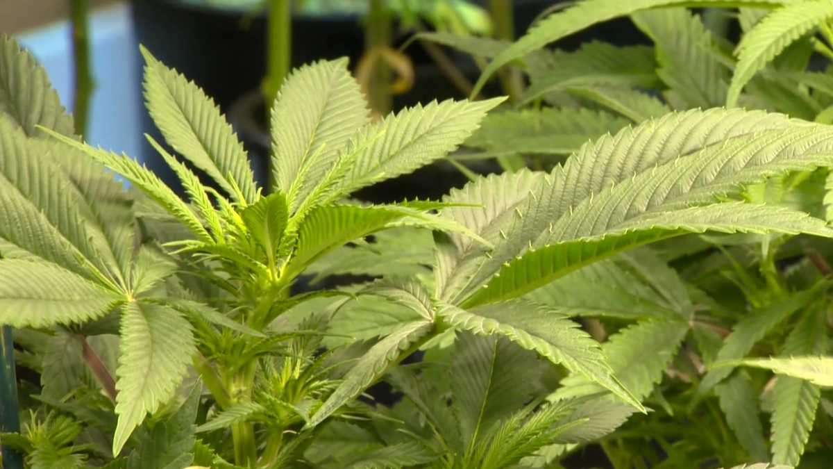 California officials encourage safe 4/20 cannabis consumption