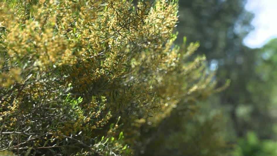 Where are pollen levels the highest? Sacramento, Stockton among worst places for allergies in 2026