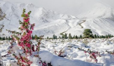 Snowflakes mingle with wildflowers, spectacularly, in Mammoth Lakes – NBC Los Angeles