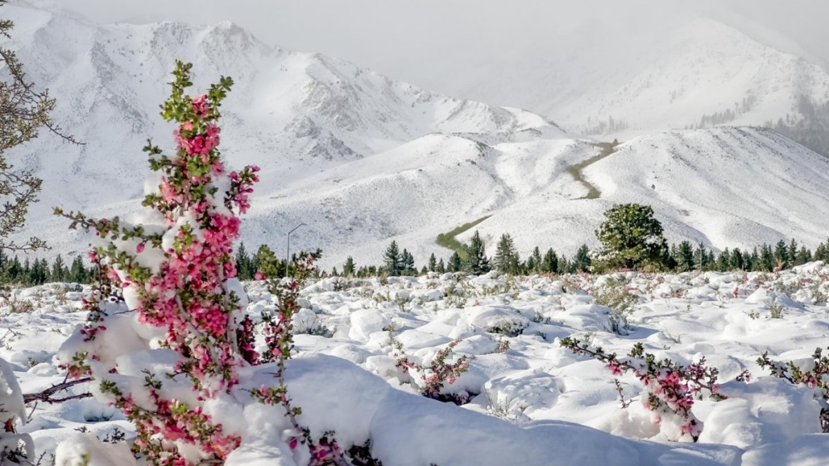 Snowflakes mingle with wildflowers, spectacularly, in Mammoth Lakes – NBC Los Angeles