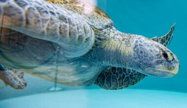 Aquarium of the Pacific just rescued an enormous sea turtle. They need your help saving her flipper. • Long Beach Post News
