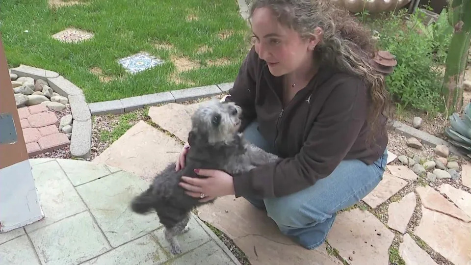 Michelle Bluestone was reunited with her dog, Lola, five years after the Schnauzer mix went missing in Reseda. (KTLA)