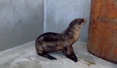 Sea lion pup found on a San Francisco street recovering from malnourishment – NBC Bay Area
